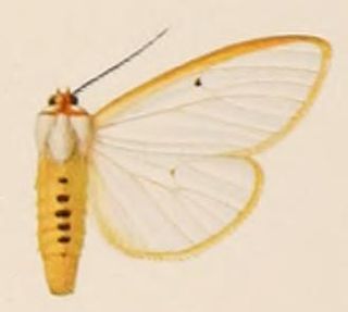 <i>Amsacta aureolimbata</i> Species of moth