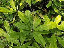 Ancistrocladus Korupensis - Feuilles.jpg