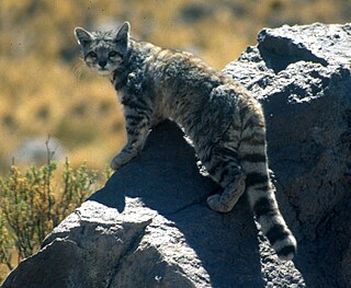 Andean mountain cat Small wild cat