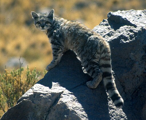 Andean cat 1 Jim Sanderson