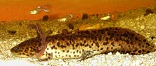 Thumbnail for Anderson's salamander