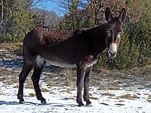 een donkergekleurde ezel met een bleke buik en wit rond de snuit