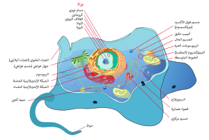 Animal cell structure ar.svg