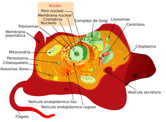 File:Animal cell structure es.svg