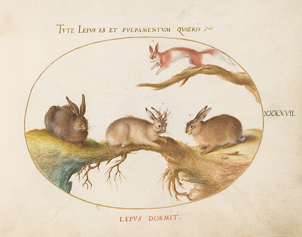 Plate XLVII of Animalia Qvadrvpedia et Reptilia (Terra) by Joris Hoefnagel, circa 1575, showing a "horned hare"