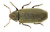 Anobium punctatum