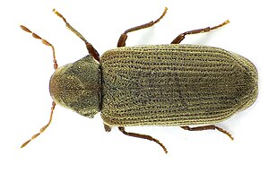 Common rodent beetle