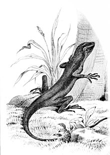 Anolis pachypus.jpg