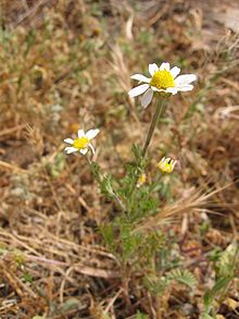 Photo from Calvi, France. Anthemis arvensis02.jpg