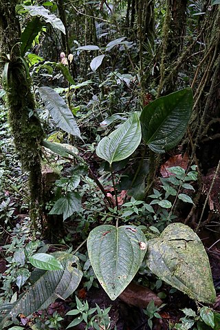 <i>Anthurium ovatifolium</i> Species of plant