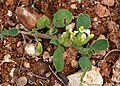 Anthyllis tetraphylla