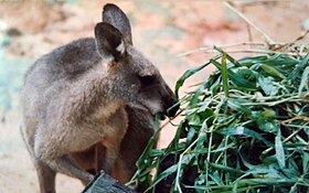 Antilopine kangaroo.jpg