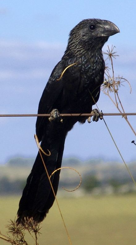 Anum-preto, ave que se prestaria a feitiços de amor, no Brasil.
