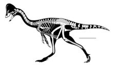 Skeletal reconstruction of Anzu Anzu MRF 319.png