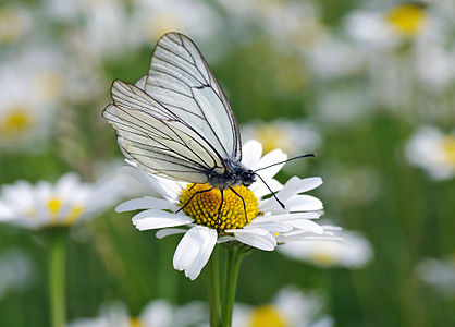 The butterfly Black-veined White (Aporia crataegi).