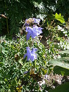 Plante à fleurs bleues en forme de clochettes.