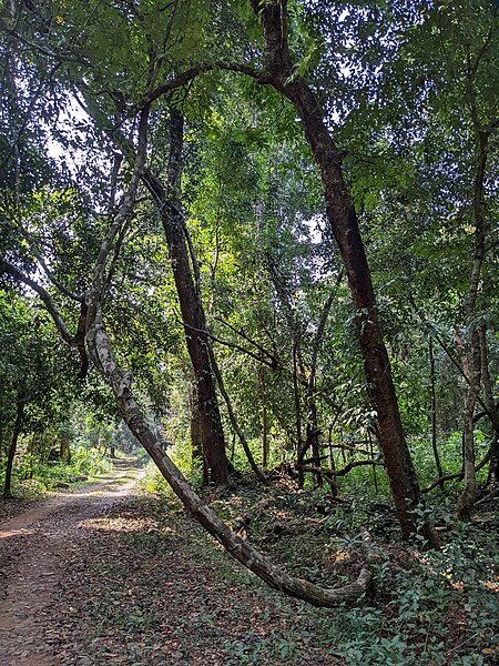 File:Aralam Wildlife Sanctuary during Annual Butterfly Survey 2022 (262).jpg