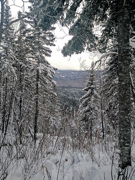 File:Arbres chargés de neige après la première tempête, Réserve faunique de Matane, Rivière-Bonjour (2).jpg