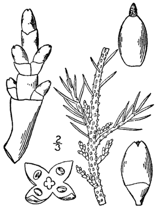 <i>Arceuthobium pusillum</i> Species of dwarf mistletoe