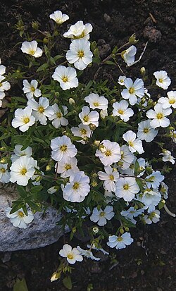 Arenaria montana