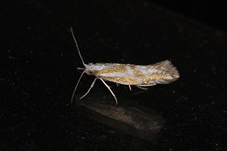 <i>Argyresthia abdominalis</i> Species of moth