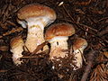 Armillaria sinapina 276996.jpg