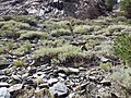 Artemisia tridentata spiciformis (8614017944).jpg
