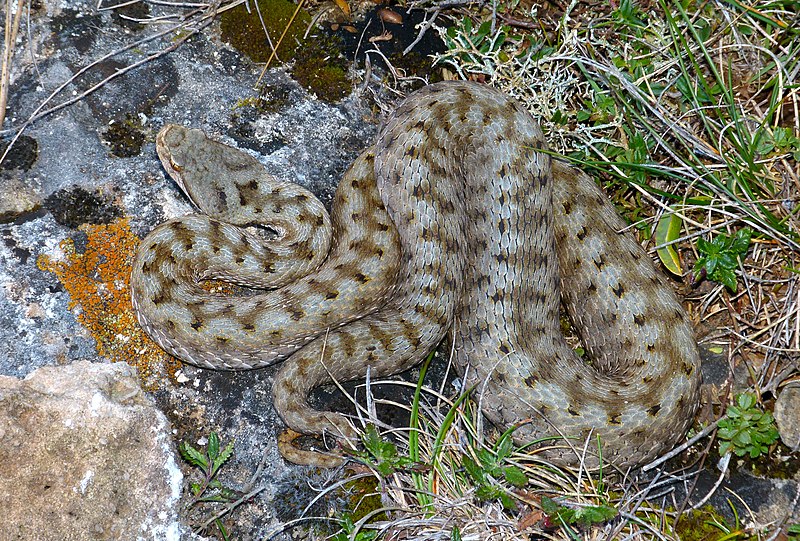 File:Aspic Viper (Vipera aspis zinnikeri) adult female (10114278983).jpg