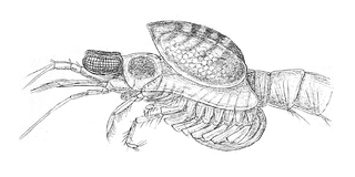 <span class="mw-page-title-main">Dajidae</span> Family of crustaceans