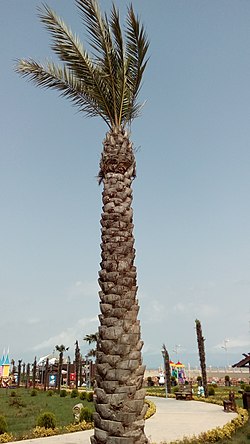 Astara City Boulevard aan de kust van de Kaspische Zee