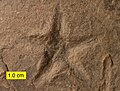 Asteriacites (sea star trace fossil) from the Devonian of northeastern Ohio.