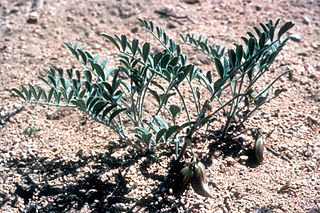 <i>Astragalus ertterae</i> Species of legume