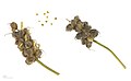  Astragalus gummifer
