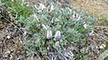 Astragalus purshii var. purshii on Burch Mountain, Chelan County Washington