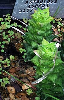 Detail of Astroloba corrugata in cultivation. Astroloba aspera.jpg