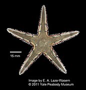 Étoile de sable à épines doubles (Astropecten duplicatus)