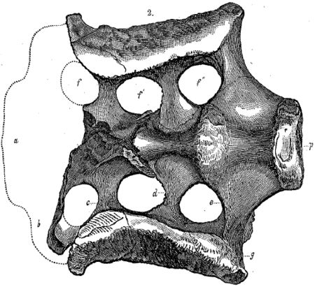 Atlantosaurus