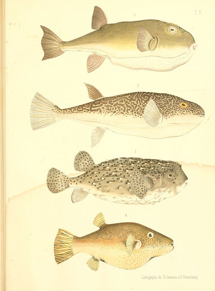 File:Atlas des poissons vénéneux (T. IV) (6312078652).jpg