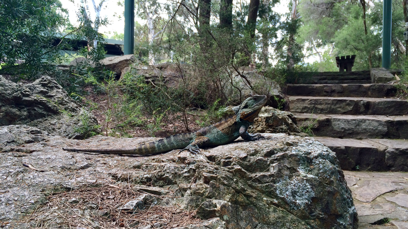 File:Australian Water Dragon on a rock in the Botanic Garden 01.png