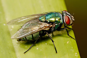 Australian sheep blowfly.jpg