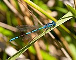 Austrocoenagrion lyelli imported from iNaturalist photo 74912295 on 19 June 2020.jpg