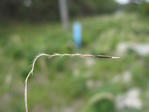 Austrostipa mollis seed.jpg