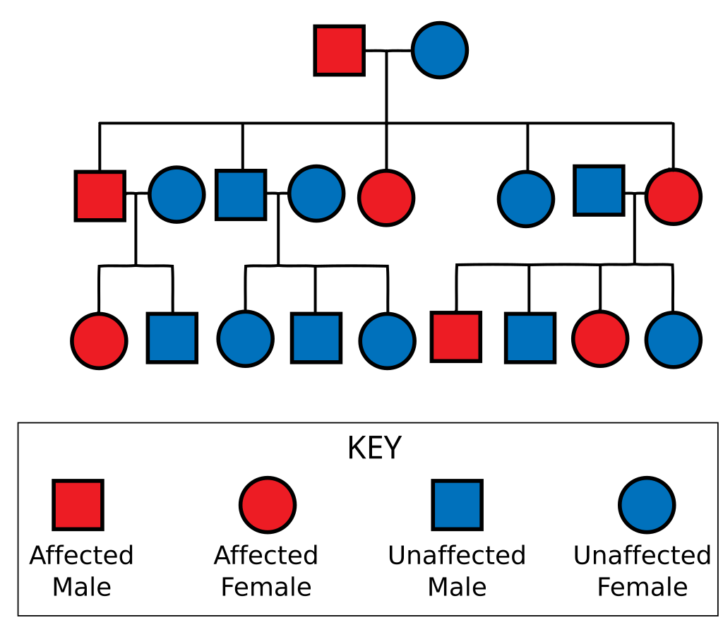 A pedigree chart with three generations. The first pair consists of one affected male and one unaffected female. They have five offspring: three affected offspring (two female, one male), two unaffected offspring (one male, one female). Three offspring from that generation have children. The affected male has offspring with an unaffected female and they have an affected female and an unaffected male. The unaffected male has offspring with an unaffected female and all three of their offspring are unaffected. The unaffected male has offspring with an affected female and two of their offspring are affected while two are unaffected.