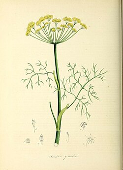 Anethum graveolens, ilustracija