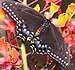 SORT SWALLOWTAIL (Papilio polyxenes) (7-12-11) 78 circulo montana, patagonia lake ranch estates, scc, az-02 (5931973194) .jpg