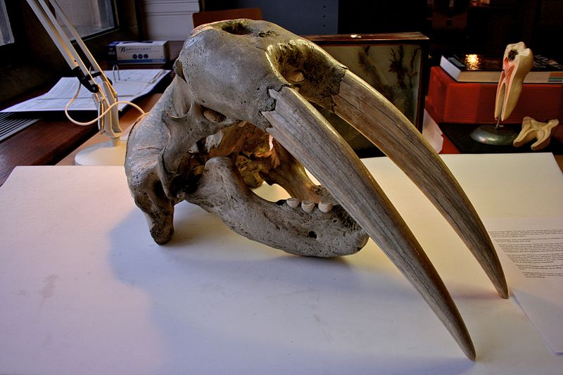 File:BLW Walrus skull.jpg