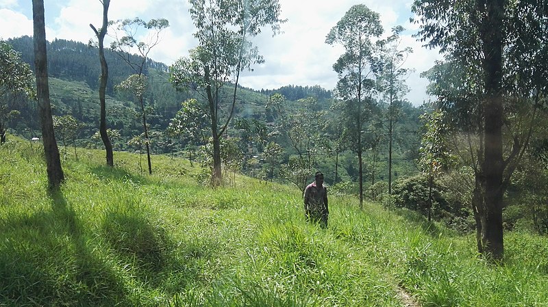 File:Bahnstrecke kandy hatton 2017-10-23 - 11.jpg