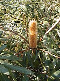 Thumbnail for Banksia paludosa