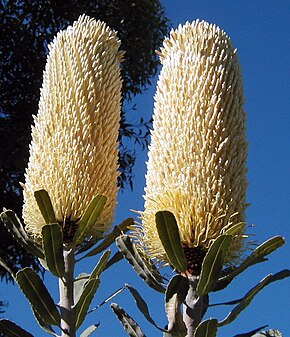 Beskrivelse av bildet Banksia sceptrum chris email.jpg.