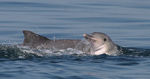 delfín bebé